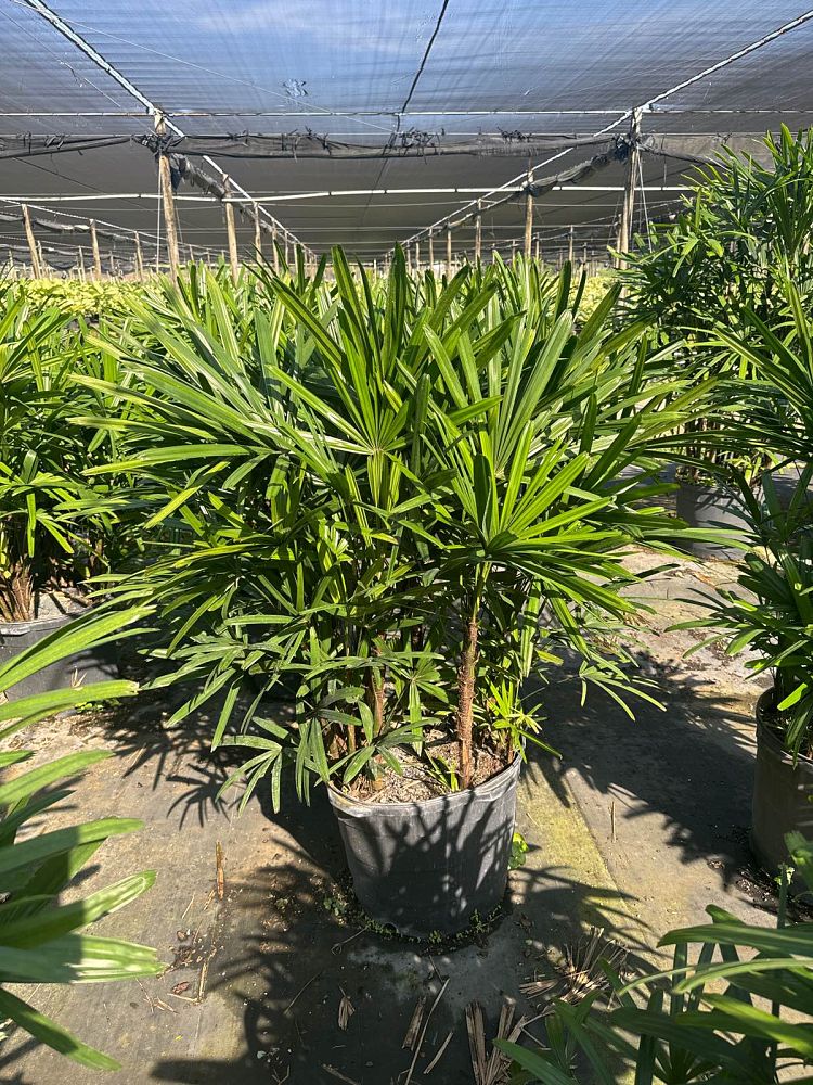 rhapis-excelsa-lady-palm