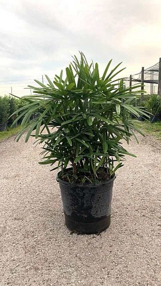 rhapis-excelsa-lady-palm