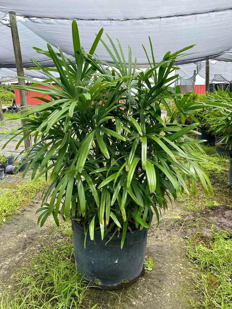rhapis-excelsa-lady-palm