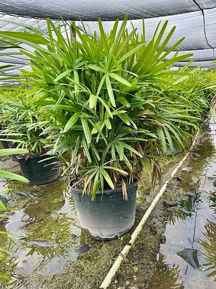 rhapis-excelsa-lady-palm