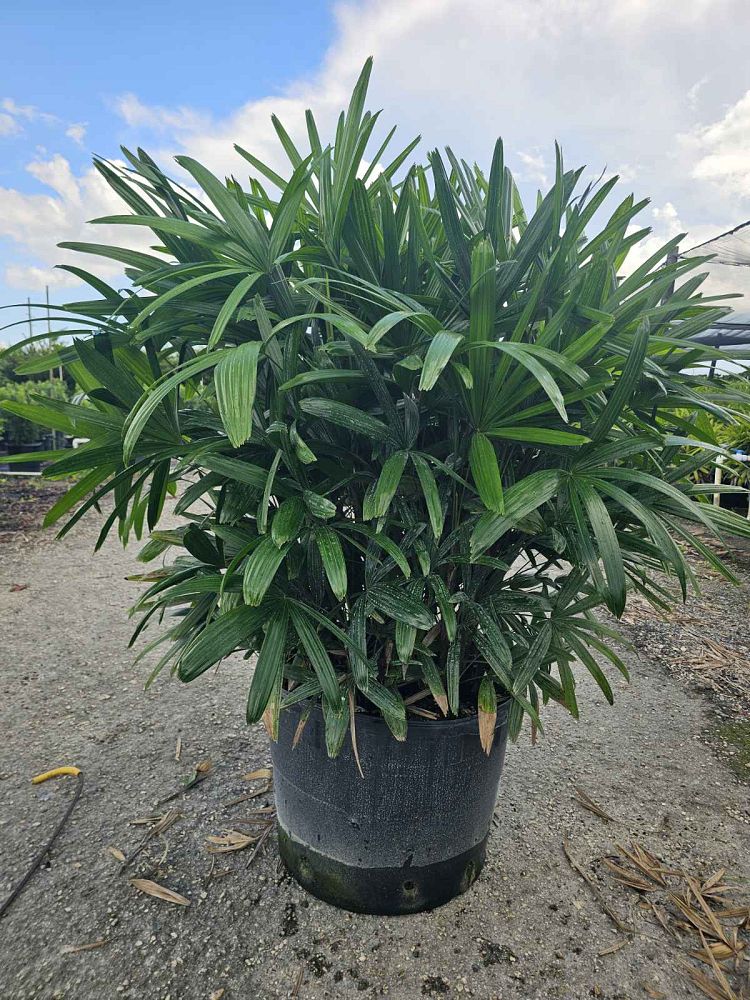rhapis-excelsa-lady-palm