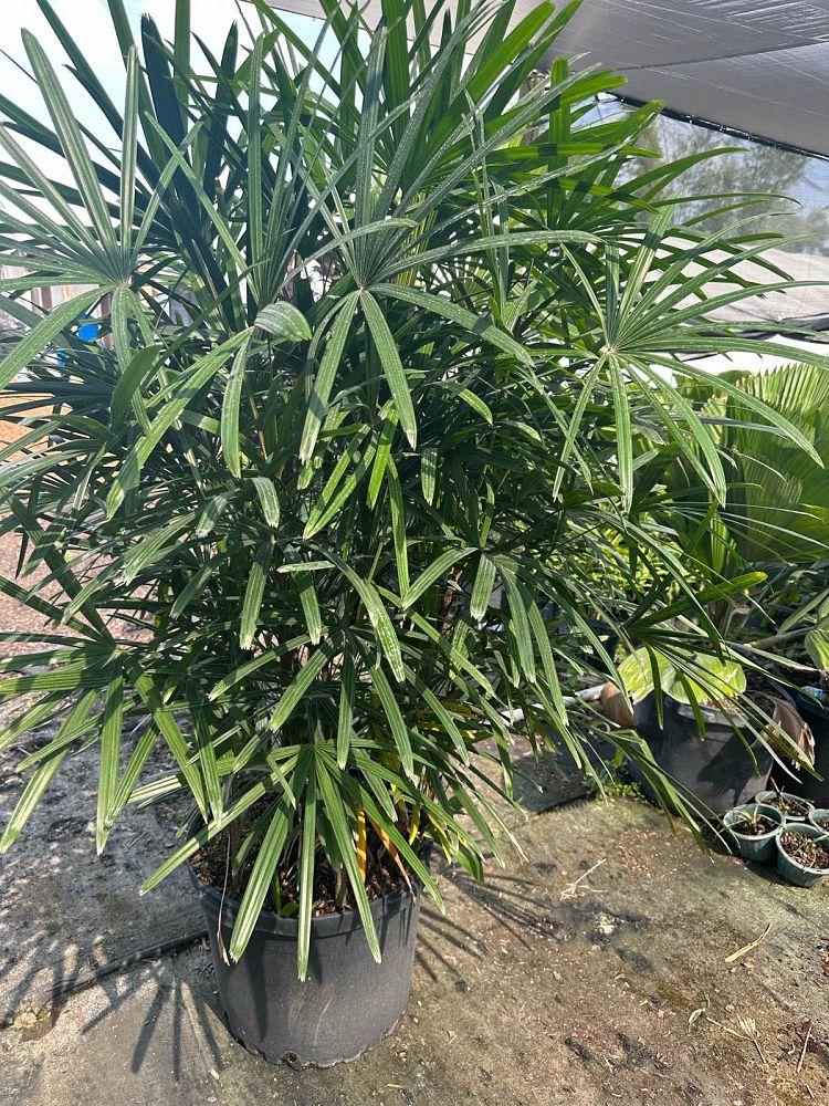 rhapis-excelsa-lady-palm
