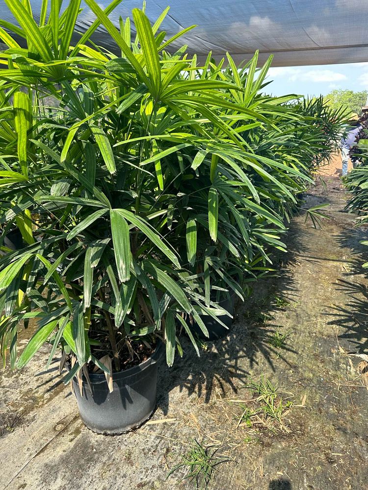 rhapis-excelsa-lady-palm