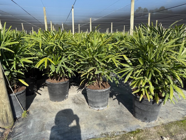rhapis-excelsa-lady-palm