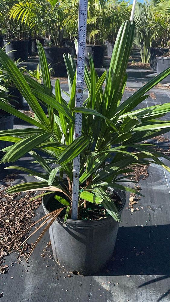 rhapis-excelsa-lady-palm