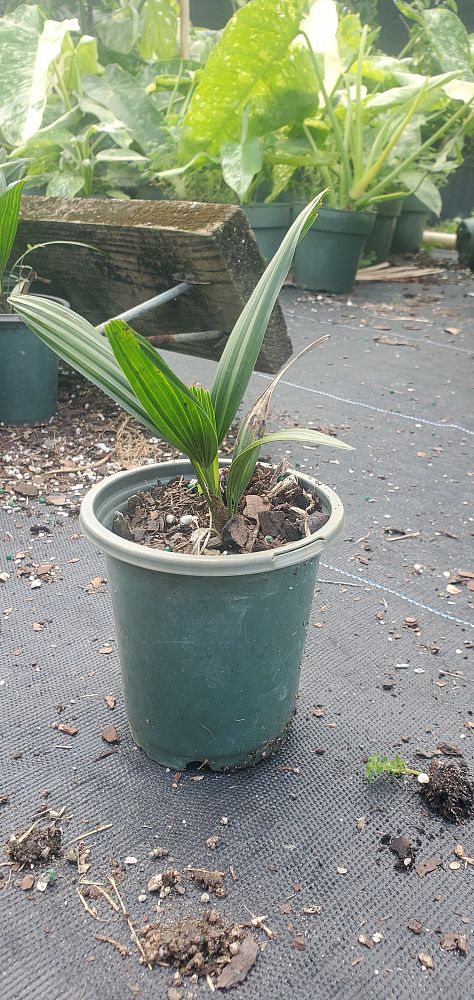 rhapis-excelsa-lady-palm