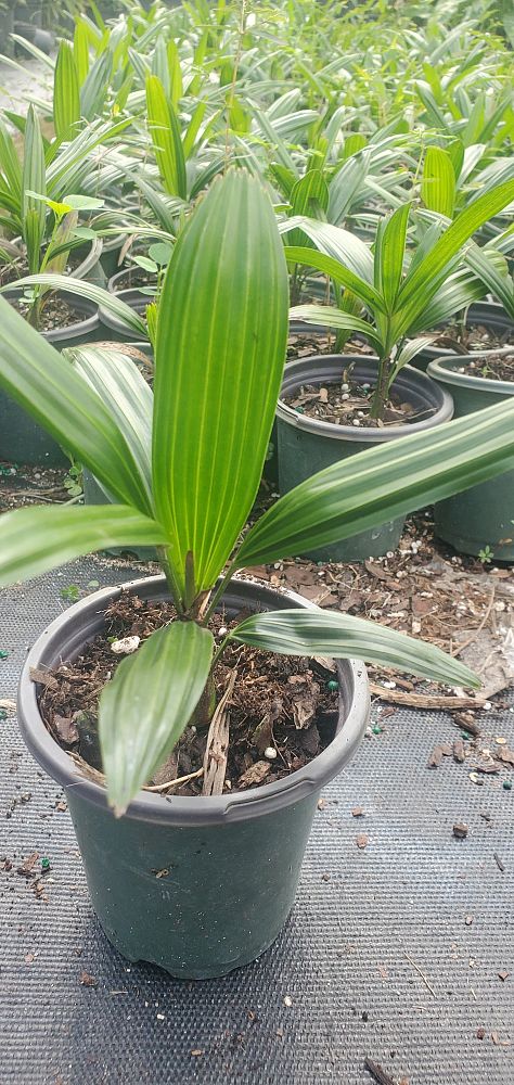 rhapis-excelsa-lady-palm