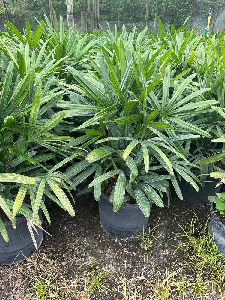 rhapis-excelsa-lady-palm