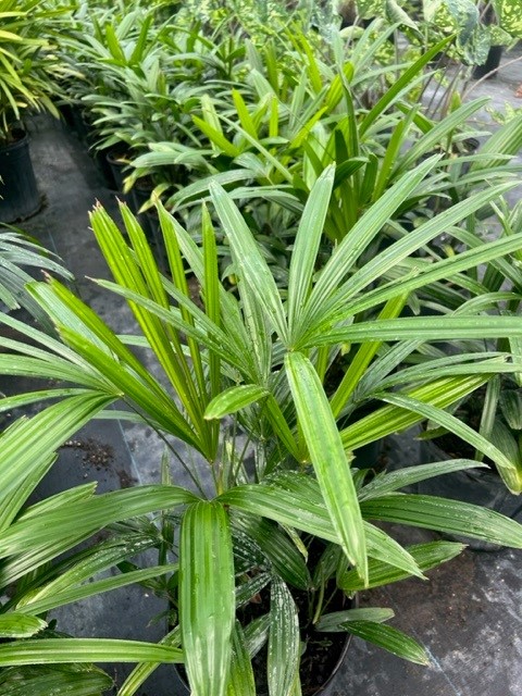 rhapis-excelsa-lady-palm