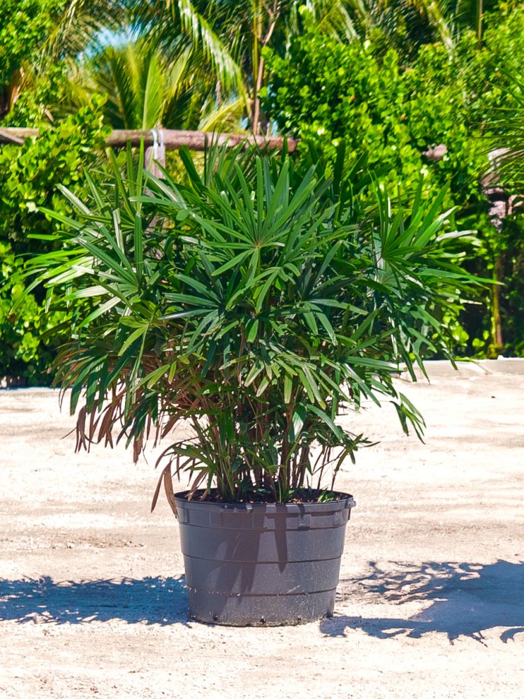 rhapis-excelsa-lady-palm