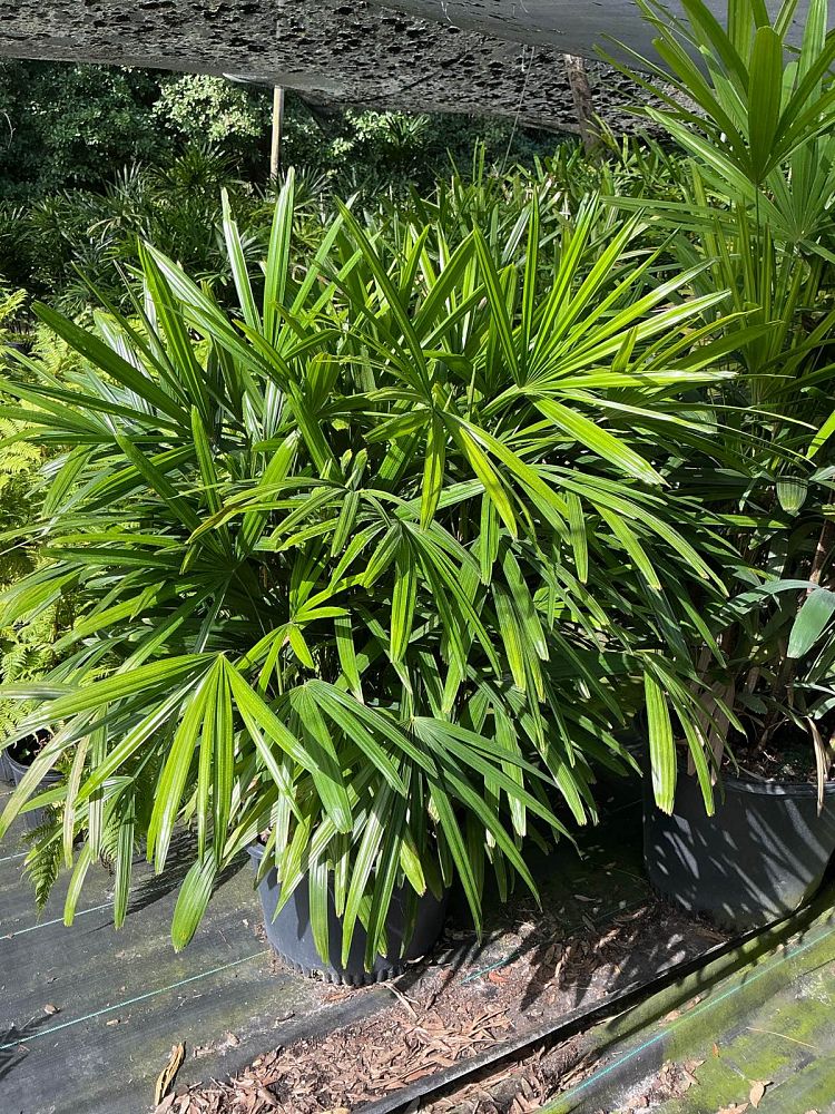 rhapis-excelsa-lady-palm