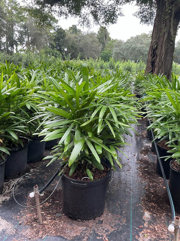 rhapis-excelsa-lady-palm