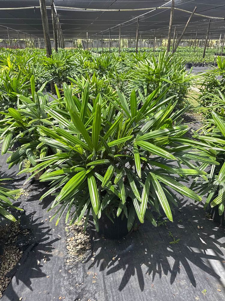 rhapis-excelsa-lady-palm