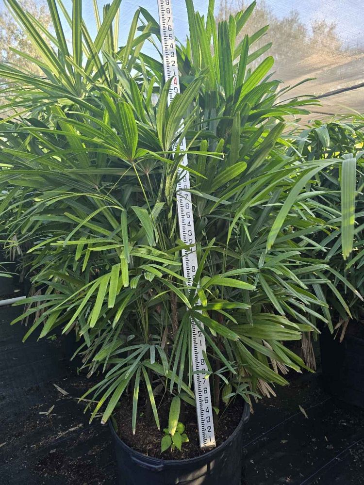 rhapis-excelsa-lady-palm