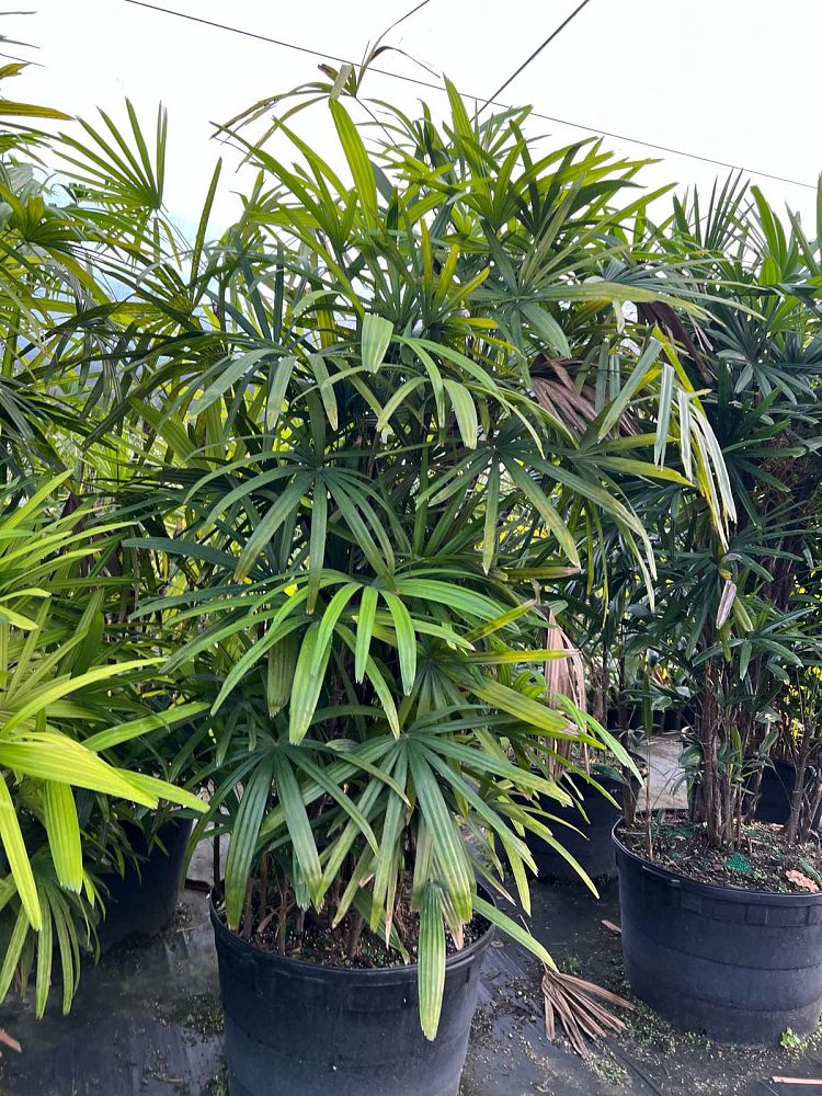 rhapis-excelsa-lady-palm