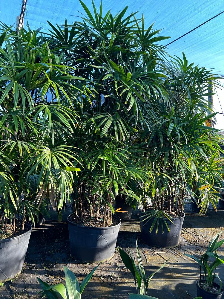 rhapis-excelsa-lady-palm