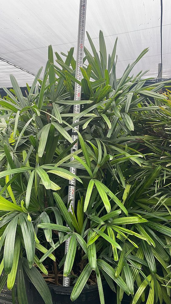 rhapis-excelsa-lady-palm