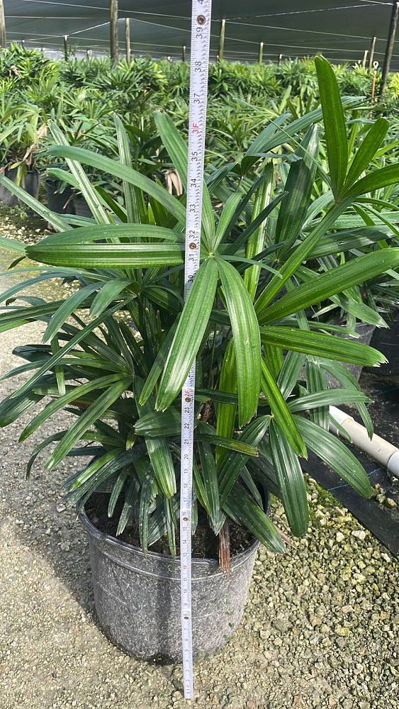 rhapis-excelsa-lady-palm