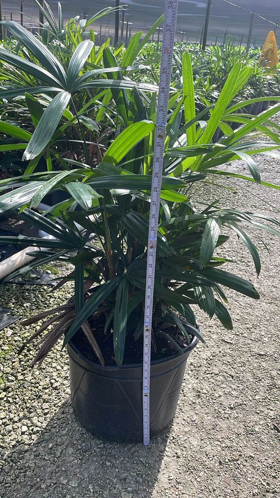 rhapis-excelsa-lady-palm