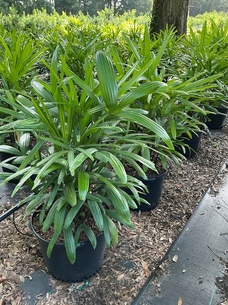 rhapis-excelsa-lady-palm