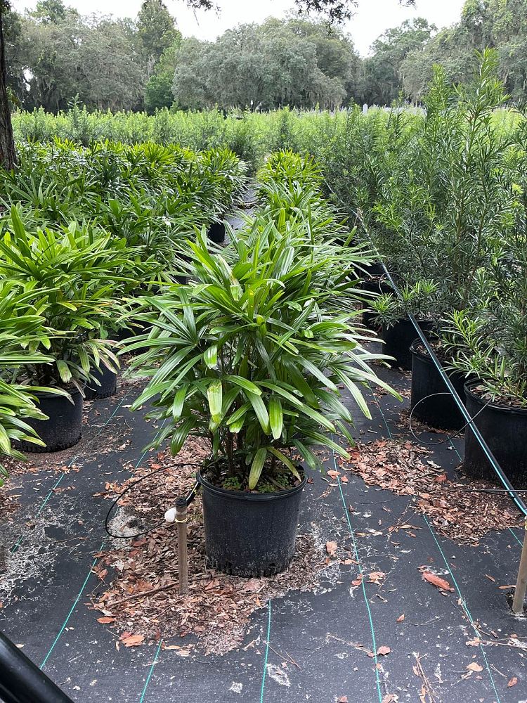 rhapis-excelsa-lady-palm