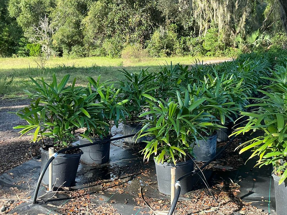 rhapis-excelsa-lady-palm