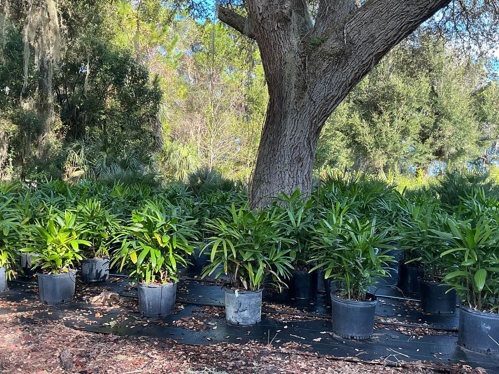 rhapis-excelsa-lady-palm