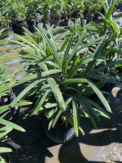 rhapis-excelsa-lady-palm