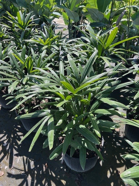 rhapis-excelsa-lady-palm