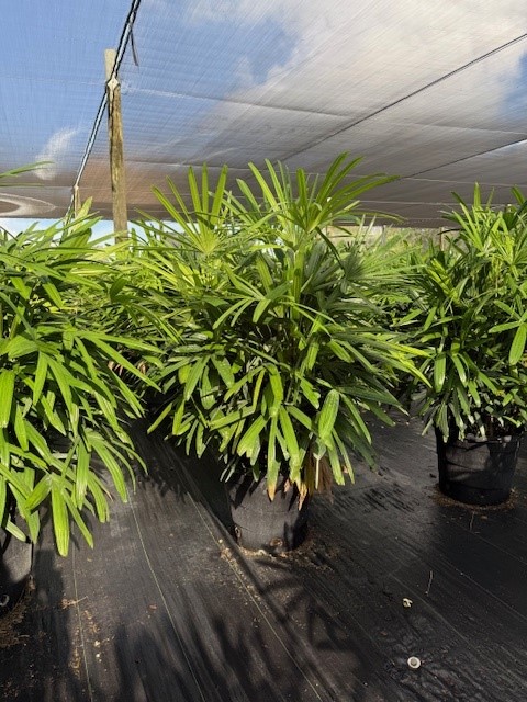 rhapis-excelsa-lady-palm