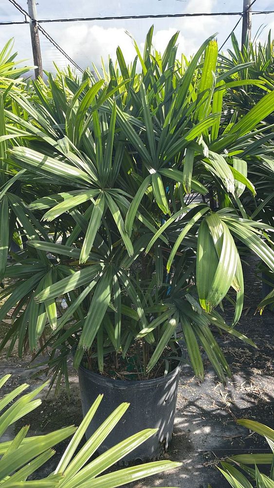 rhapis-excelsa-lady-palm