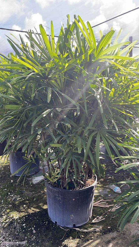 rhapis-excelsa-lady-palm