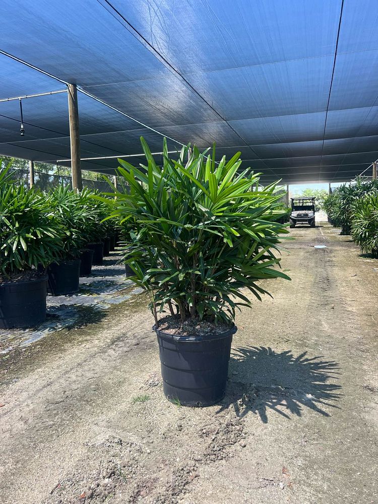 rhapis-excelsa-lady-palm