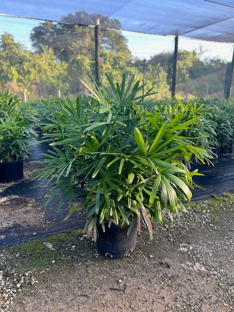 rhapis-excelsa-lady-palm