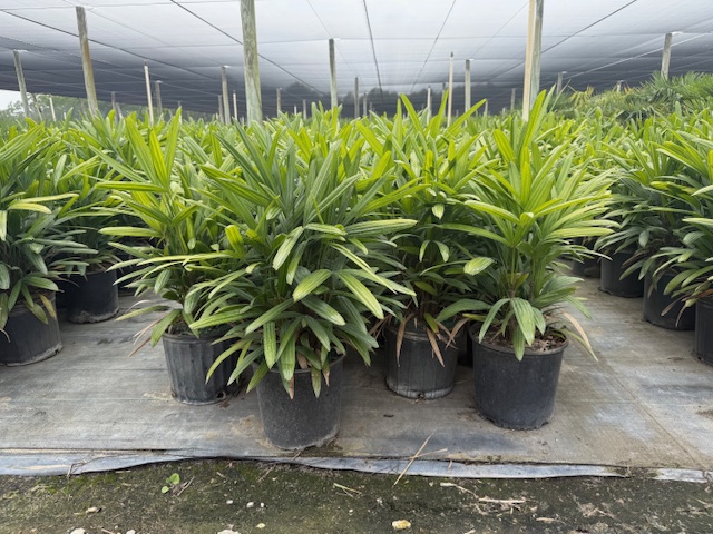 rhapis-excelsa-lady-palm