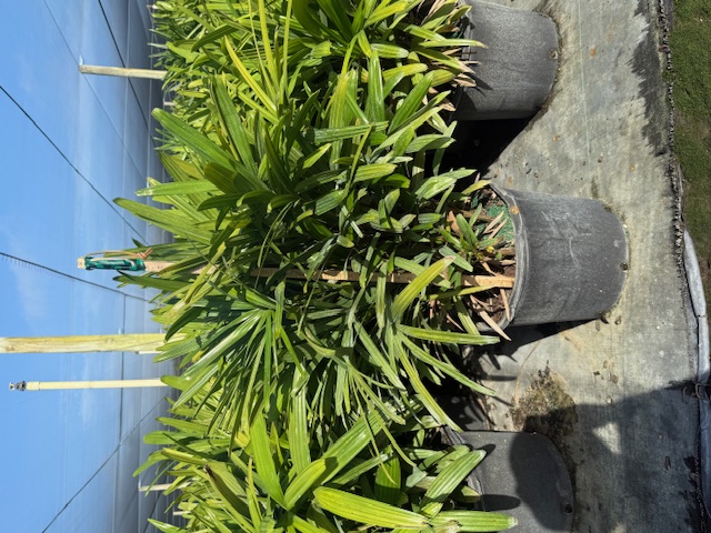 rhapis-excelsa-lady-palm