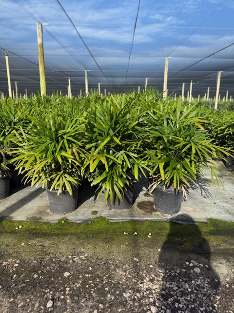 rhapis-excelsa-lady-palm