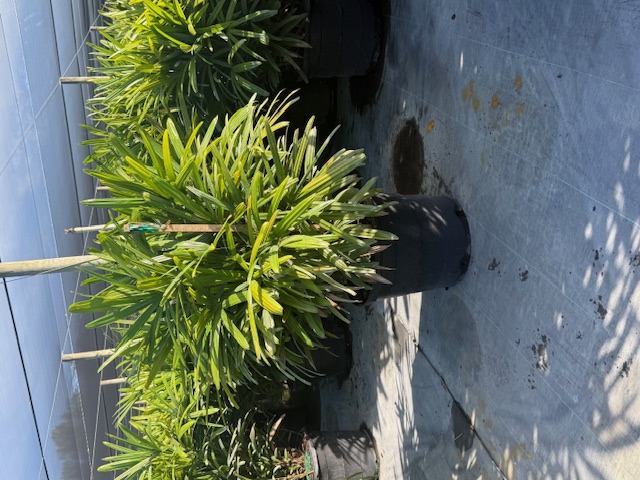 rhapis-excelsa-lady-palm