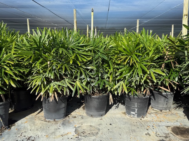 rhapis-excelsa-lady-palm