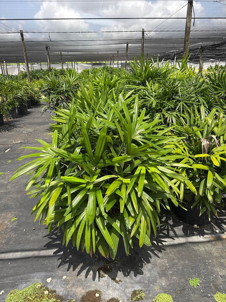rhapis-excelsa-lady-palm