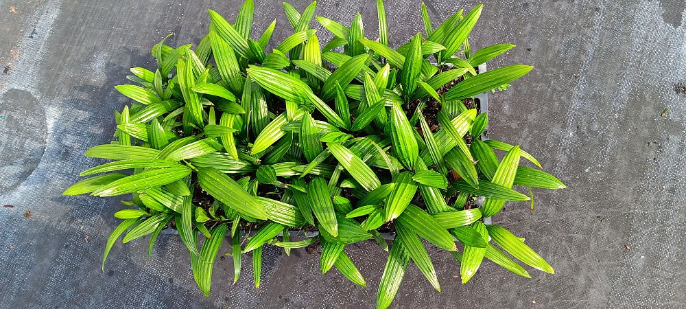 rhapis-excelsa-lady-palm