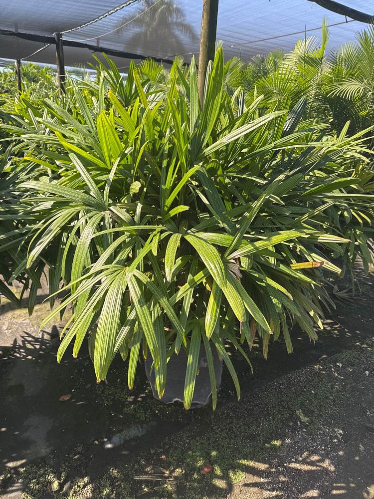 rhapis-excelsa-lady-palm