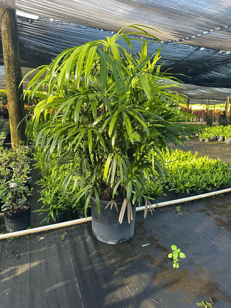 rhapis-excelsa-lady-palm