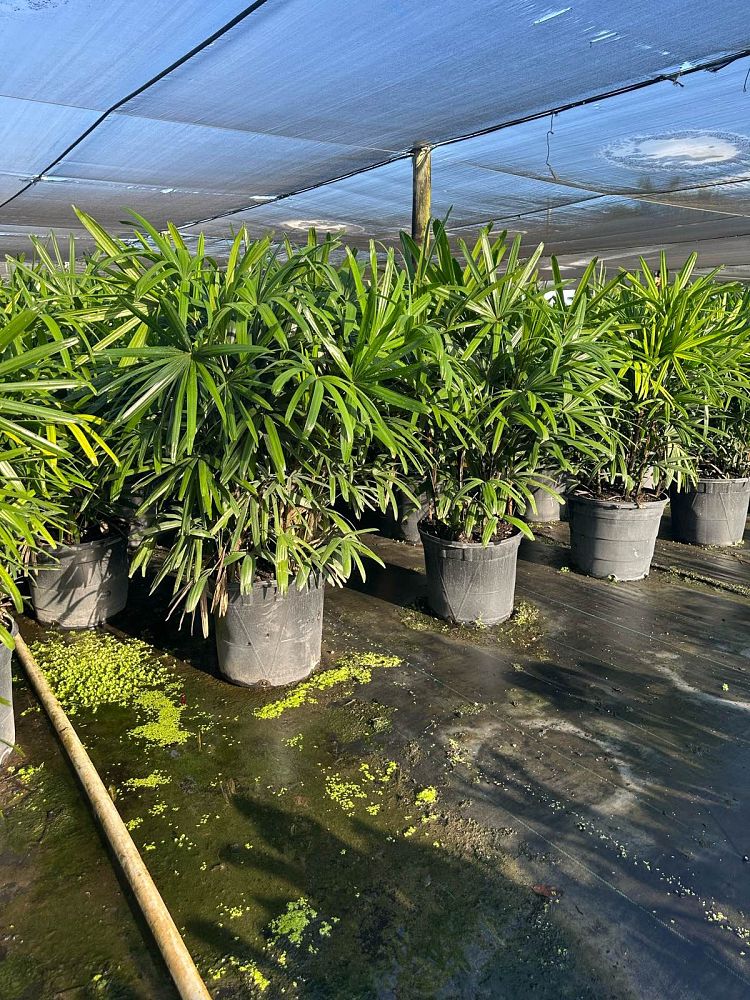 rhapis-excelsa-lady-palm