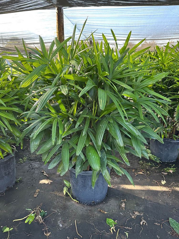 rhapis-excelsa-lady-palm