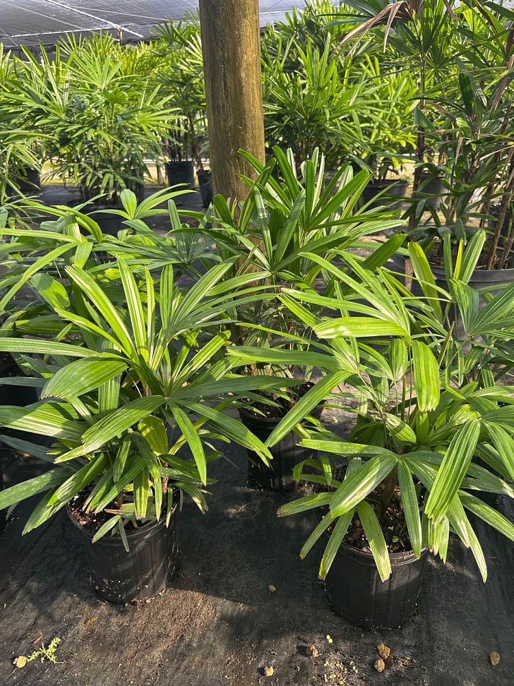 rhapis-excelsa-lady-palm