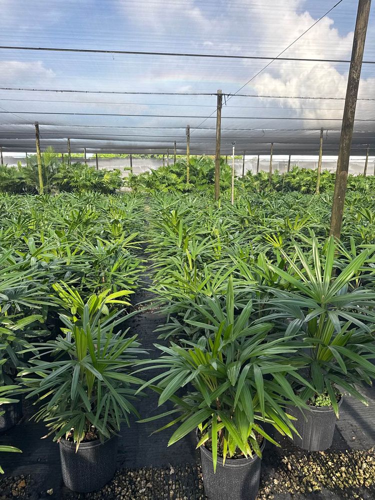 rhapis-excelsa-lady-palm