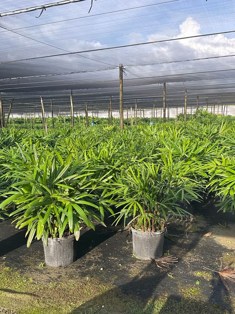 rhapis-excelsa-lady-palm