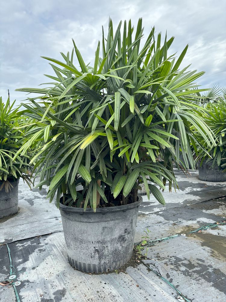 rhapis-excelsa-lady-palm