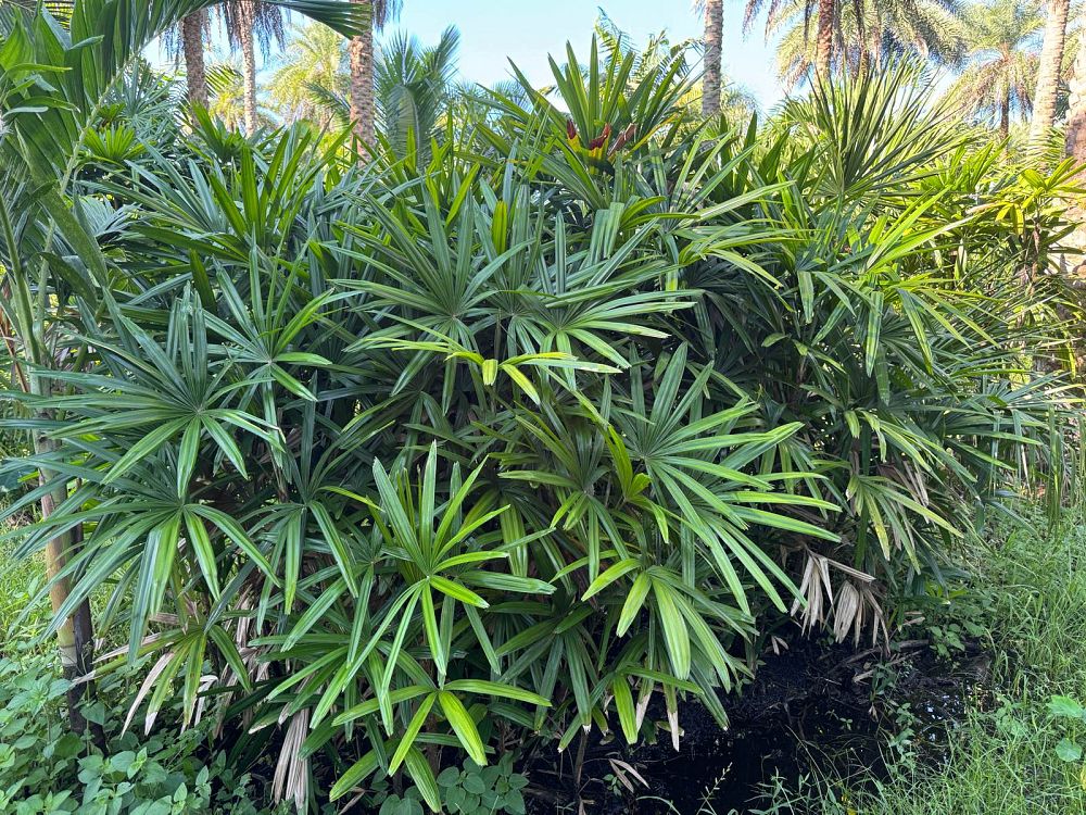 rhapis-excelsa-lady-palm